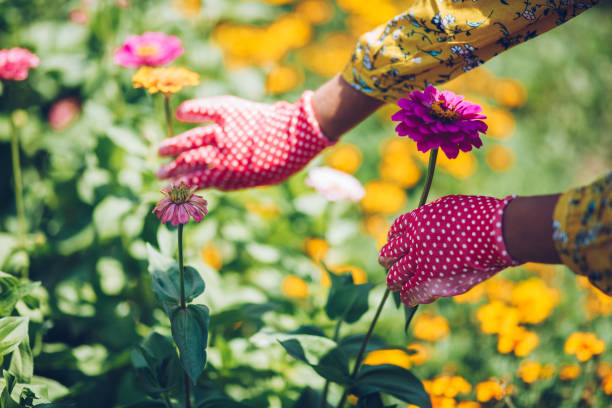 istock Planting colorful flowers 1164419144