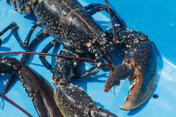 istock Breton alive lobster in a blue box 1164419434
