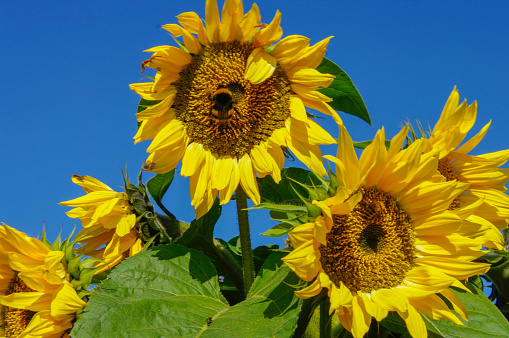 Group of big sunflowers with bumblebee in a summer garden