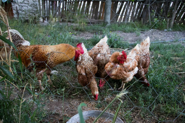 istock Rooster and Chickens. Free Range Cock and Hens 1164420024