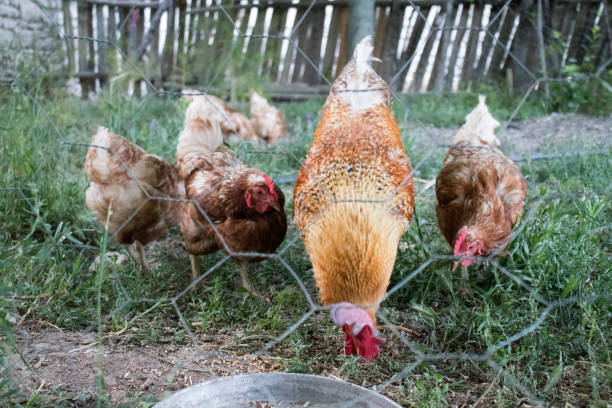 istock Rooster and Chickens. Free Range Cock and Hens 1164420103