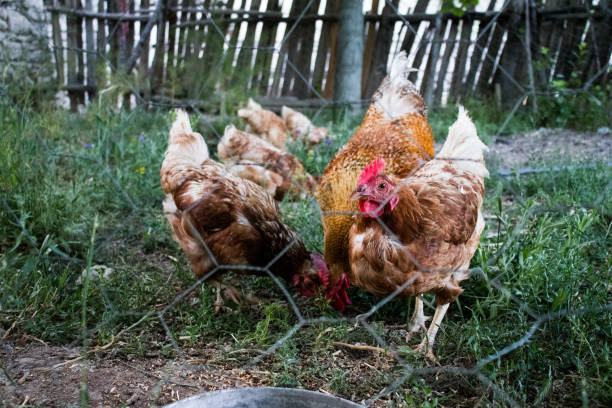 istock Rooster and Chickens. Free Range Cock and Hens 1164420279