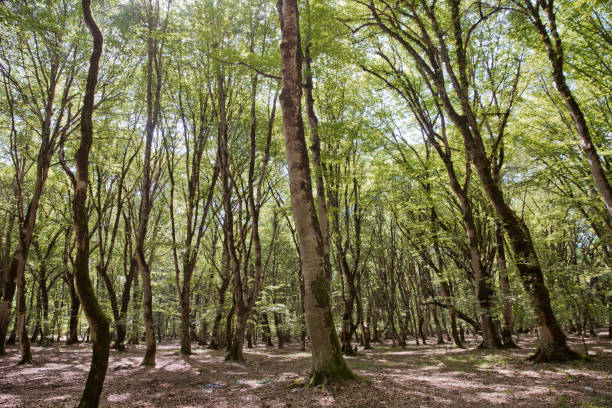 istock Soderasen national park in Azerbaijan Ismayilli .beautiful green forest in spring . Green thin trees in forest . One old moss covered beech tree among several younger ones in a beech forest. 1164420418