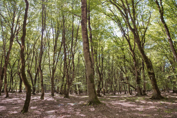 istock Soderasen national park in Azerbaijan Ismayilli .beautiful green forest in spring . Green thin trees in forest . One old moss covered beech tree among several younger ones in a beech forest. 1164420576