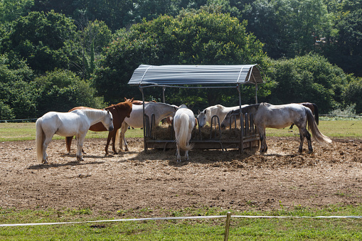Horses herd eating in a hay feeder during summer when there is not grass
