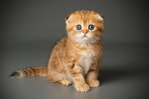 istock Scottish fold shorthair cat on colored backgrounds 1164421263