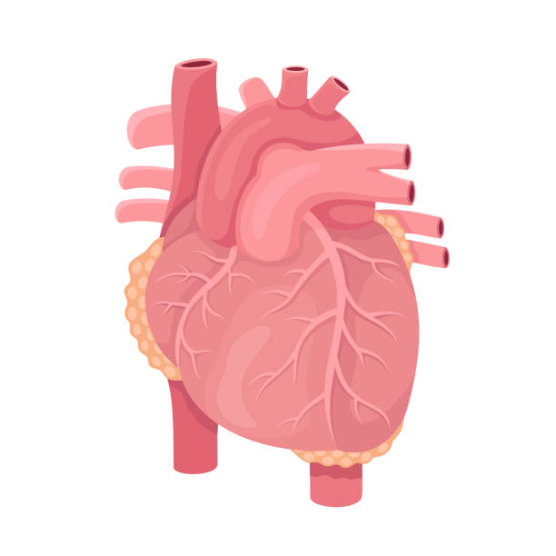 анатомия сердца человека - human cardiovascular system human heart human vein blood flow stock illustrations