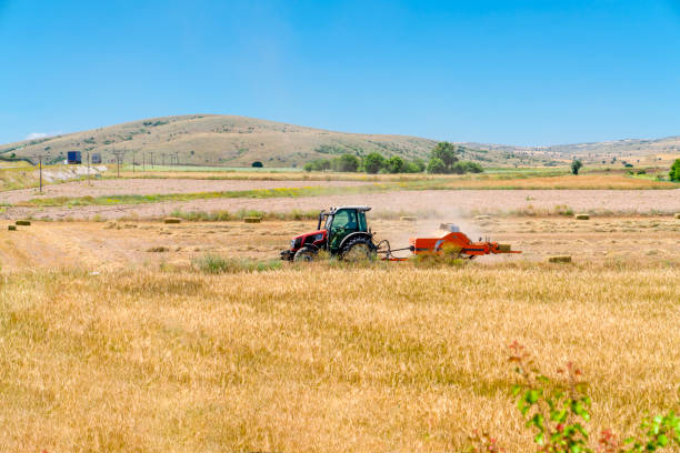 istock Tractor with wheat straw rectangle baling machine working on a harvested wheat field with bales 1164422713