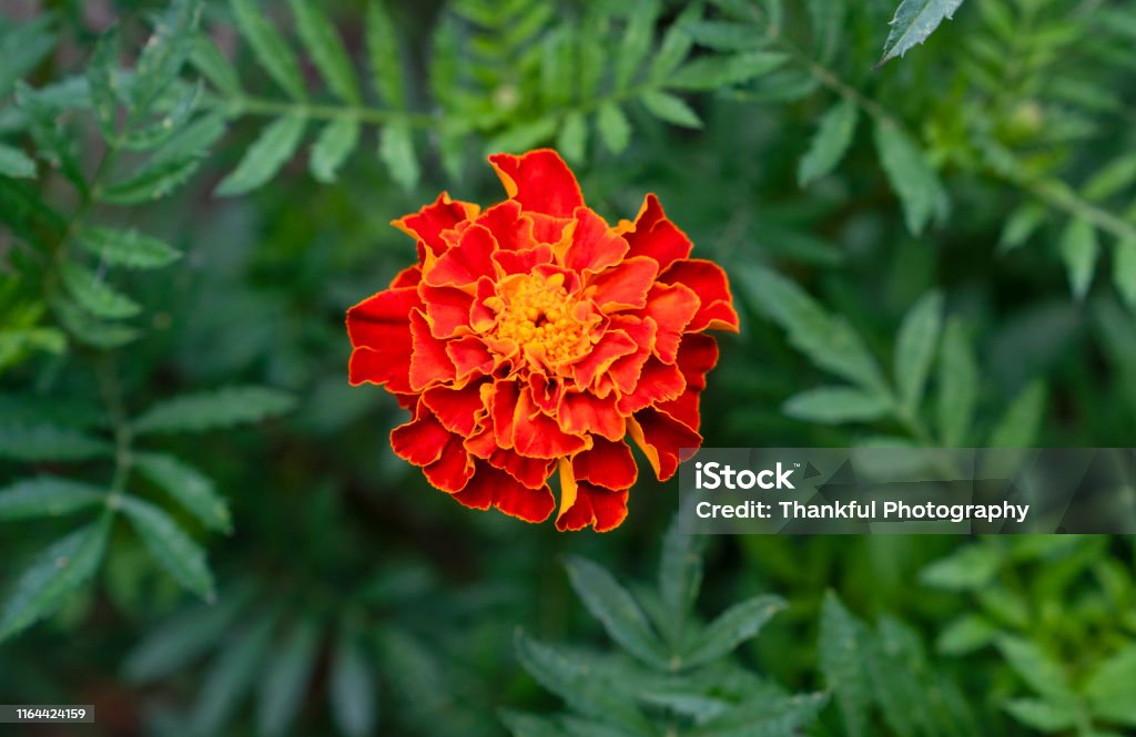 Una Flor Roja De Tagetes Creciendo En El Jardín Flores De Caléndula De  Primer Plano Foto de stock y más banco de imágenes de Amarillo - Color -  iStock