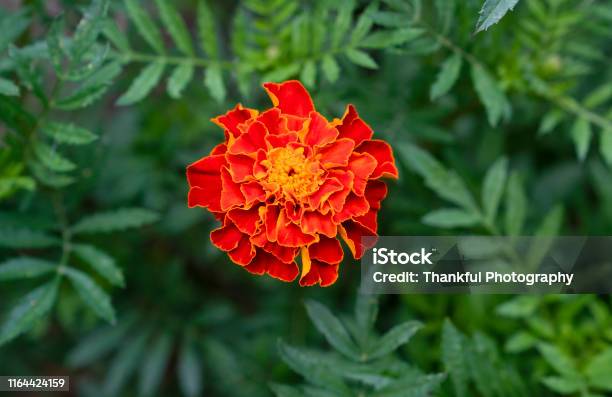 Una Flor Roja De Tagetes Creciendo En El Jardín Flores De Caléndula De  Primer Plano Foto de stock y más banco de imágenes de Amarillo - Color -  iStock