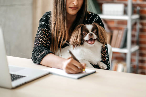 istock Cute dog in office 1164424206