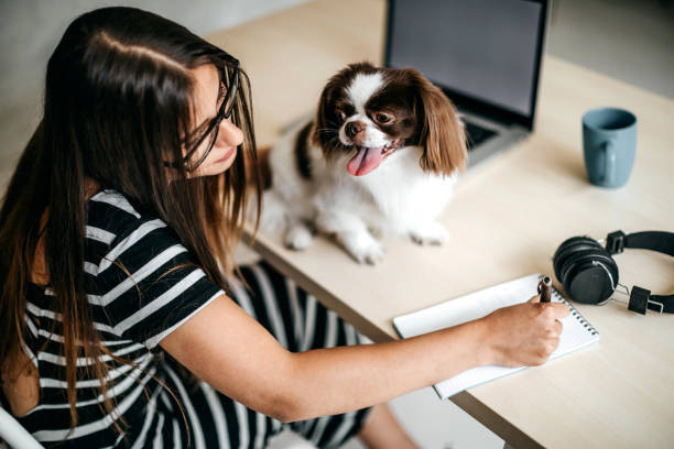 istock Cute dog in office 1164424242