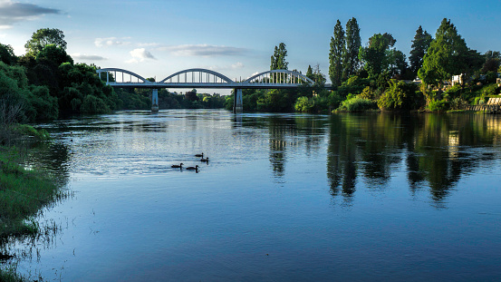 A photo looking down the Waikato  river to the distant F airfield arched bridge with ducks in the water and lovely reflections of trees in the river .