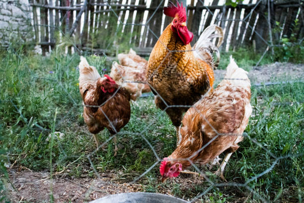 istock Rooster and Chickens. Free Range Cock and Hens 1164428102