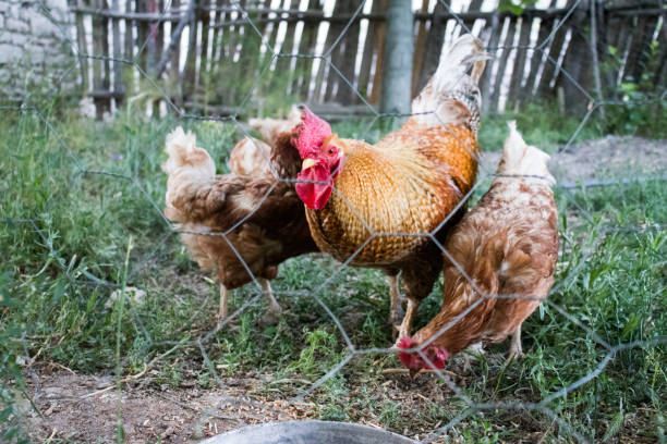 istock Rooster and Chickens. Free Range Cock and Hens 1164428124