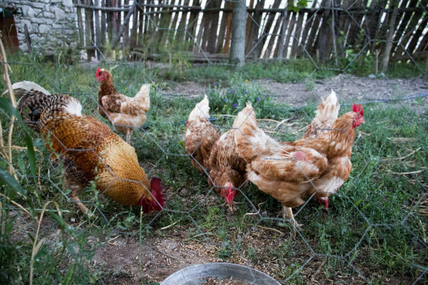istock Rooster and Chickens. Free Range Cock and Hens 1164428154