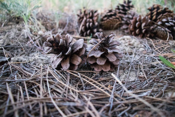 istock Green pine cone on spilled pine leaves 1164428986