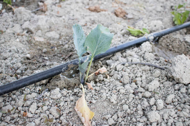 istock Close Up Drip Irrigation System. Water-saving drip irrigation system used in a tomato field. 1164430438