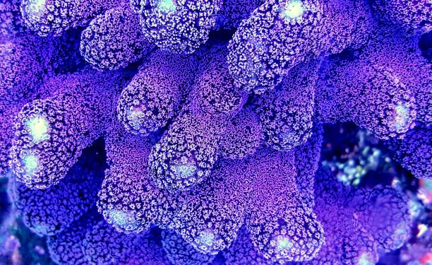 Close up shot on Purple Milky Stilophora SPS coral in coral reef aquarium tank stock photo