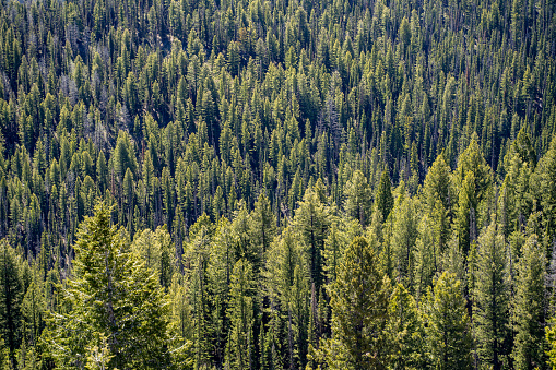 Dense, rugged forest of Ponderosa Pines in the Sawtooth Wilderness mountains of Idaho