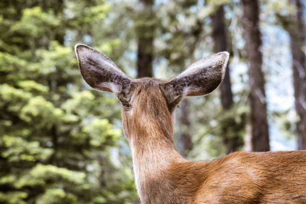 widok z tyłu młodej czarnoogoniastej głowy jelenia, park narodowy yosemite, kalifornia - mule deer zdjęcia i obrazy z banku zdj�ęć