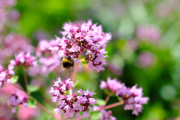 bumblebee sits on a flower stock photo