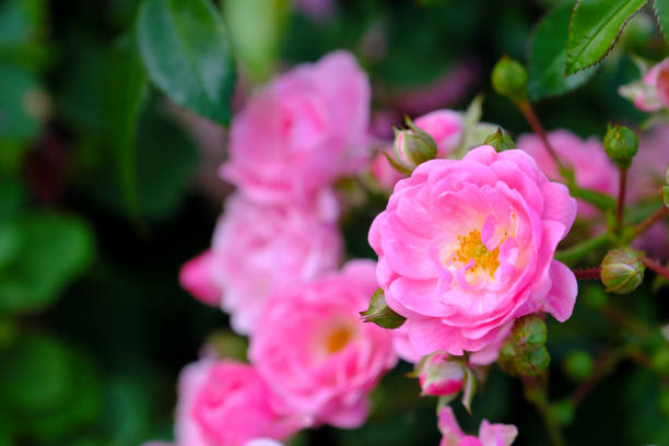 pink rose grows on a branch close-up stock photo