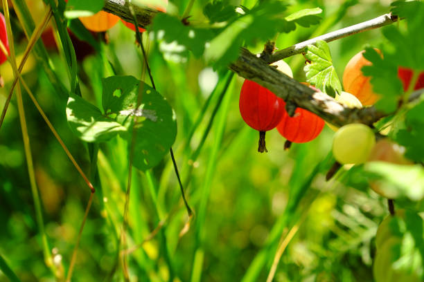 Photo gooseberry close-up with blurred background stock photo