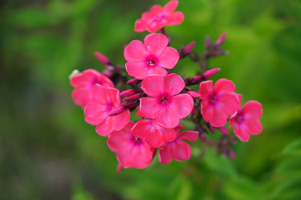 Photo of blooming Phlox flower close-up with blurred background stock photo