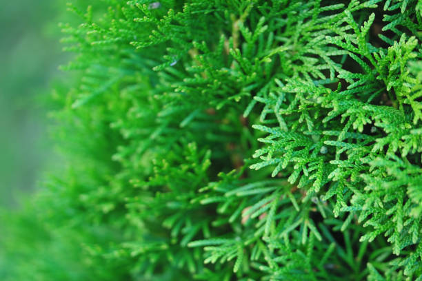 Thuja tree close-up blurred background stock photo