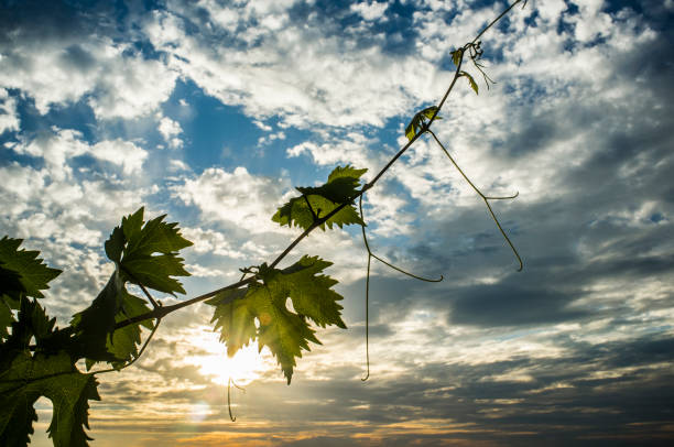 Vines plantation under June sunset light and cloudy blue sky. Tender green leaves at forefront