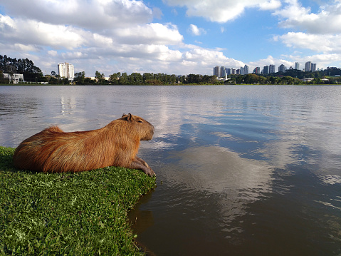 A sunny afternoon and the biggest rodent of South America was there enjoying its day peacefully in the sun.