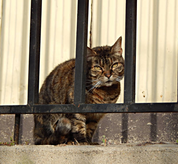 istock Stray cat is watching you behind bars in Valparaiso 1164434973