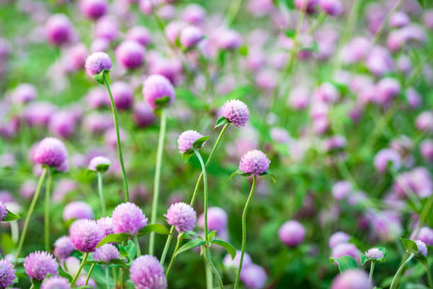 istock purple globe amaranth flower 1164435050