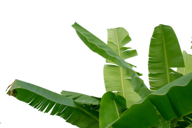 istock Banana leaf isolated on white background 1164436093
