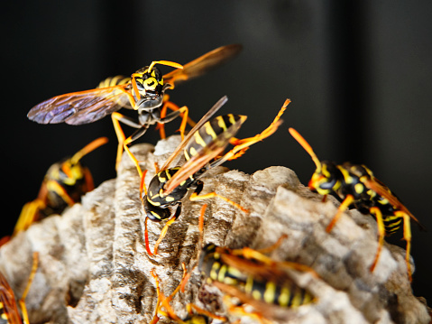 A macro of a small nest of wasp.