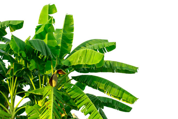 istock Banana leaf isolated on white background 1164438895