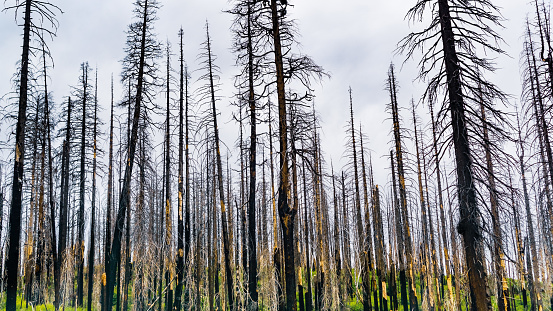 Burnt forest as result of the 2018 Ferguson wildfire in Yosemite National Park,  Sierra Nevada Mountains, California; this is becoming a common site in many of the parks across the west of the US