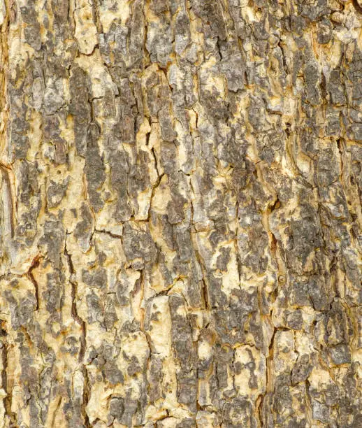 The outer shell of the tree,texture bark