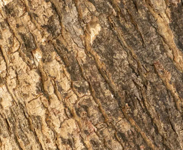 The outer shell of the tree,texture bark