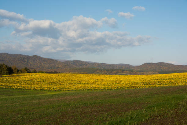 istock Sunflower field in autumn 1164443983