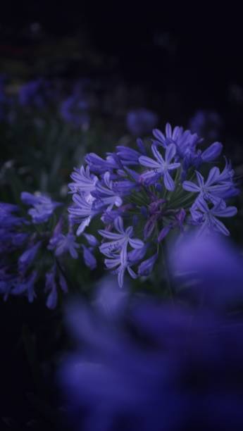 istock Beautiful flower in dark background 1164444120