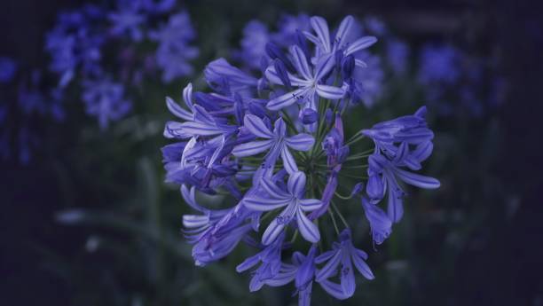 istock Beautiful flower in dark background 1164444121