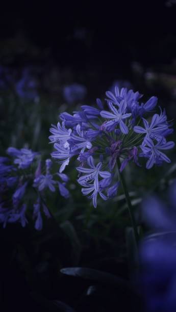 istock Beautiful flower in dark background 1164444124