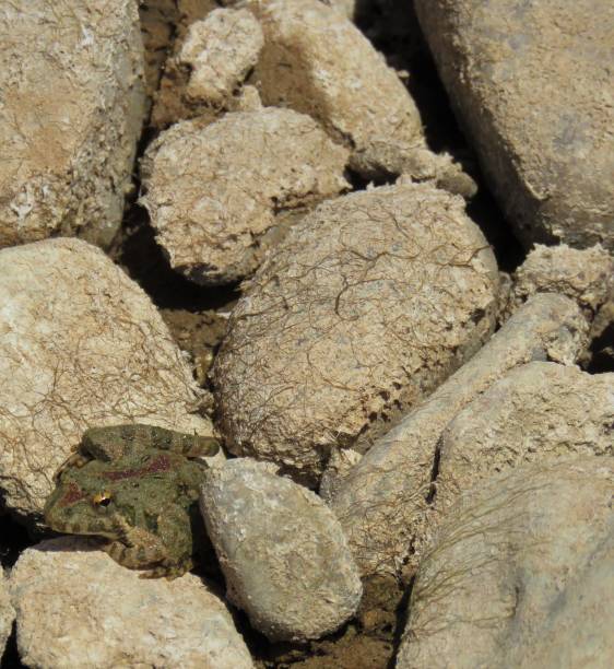 istock cricket frog on rocks by Brazos River, Texas 1164444674