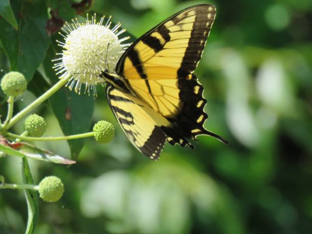 istock Swallowtail butterfly, yellow, close-up 1164444706