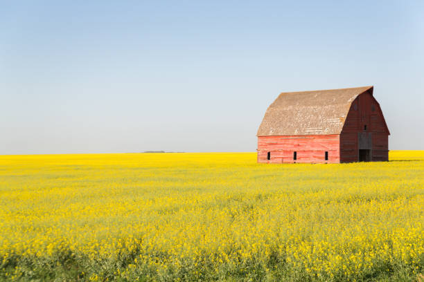 istock red barn in a canola field 1164444737