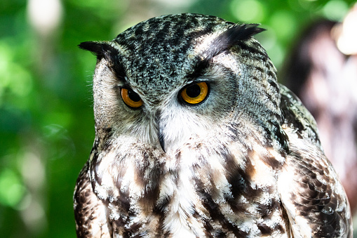 The Eurasian eagle-owl is a species of eagle-owl that resides in much of Eurasia. It is also called the European eagle-owl and in Europe, it is occasionally abbreviated to just eagle-owl