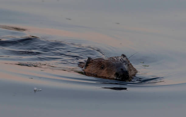istock beaver coming across the water early morning 1164447617