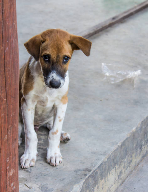 istock Thai Stray Puppy Dog 1164447656